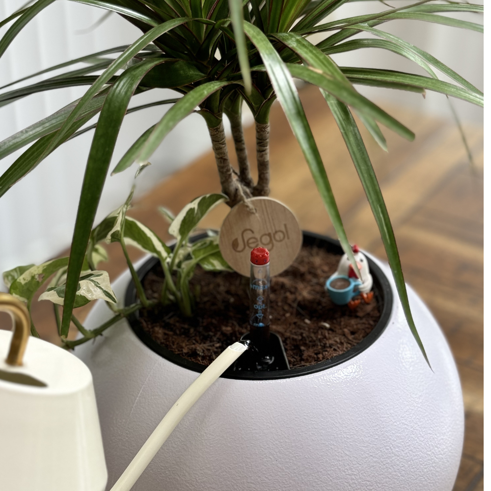 🍃How to Water Your Self-Watering Pots🍃