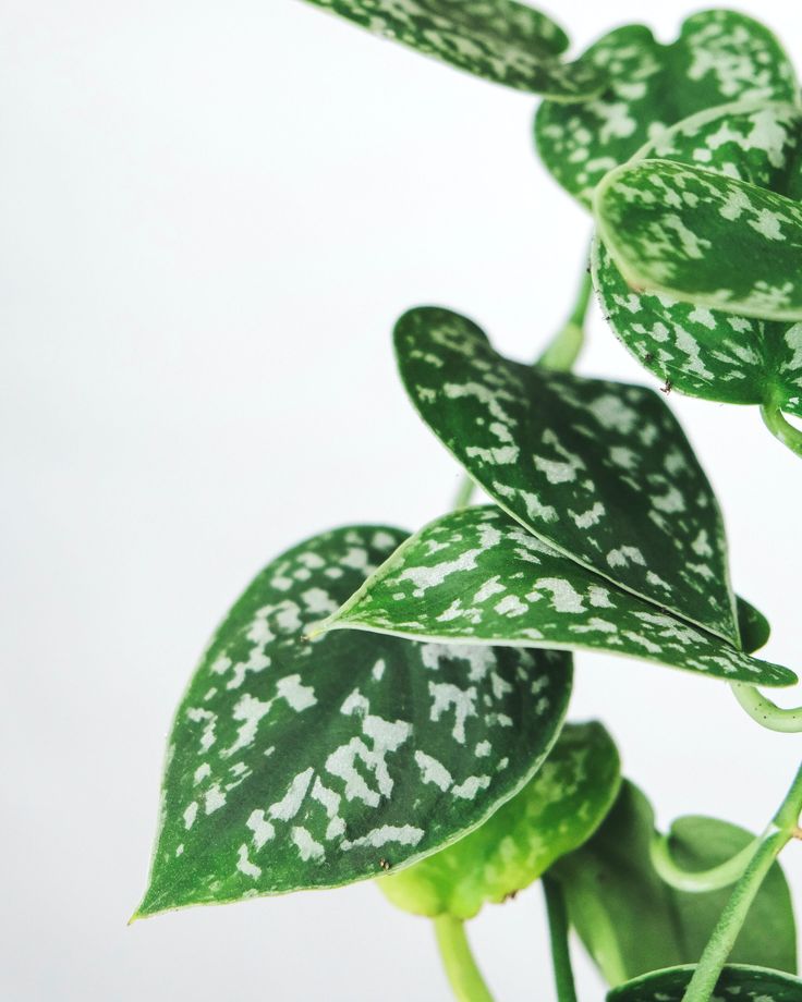 Plant Doctor: Pothos