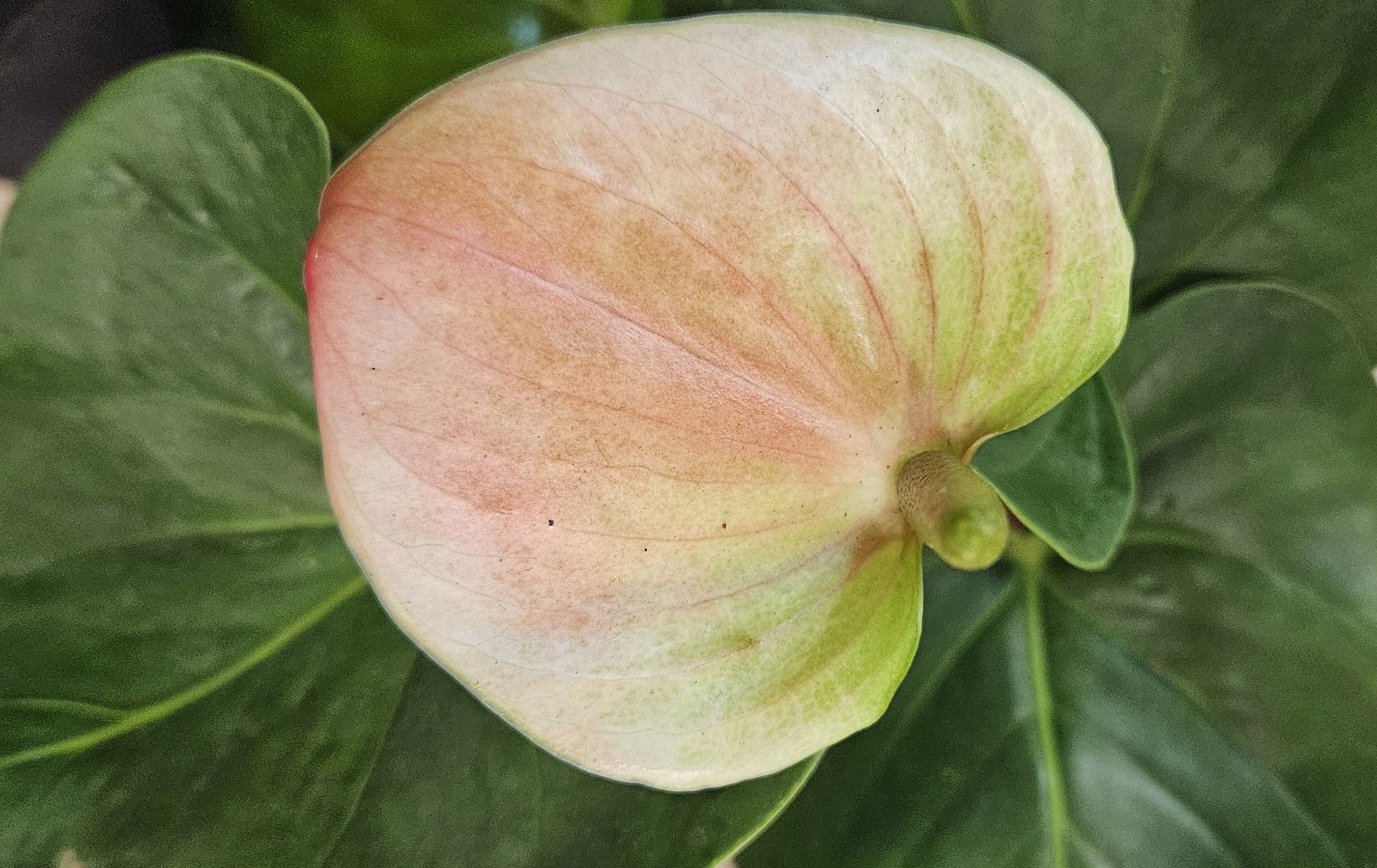 Plant Variety: Anthurium  Segol