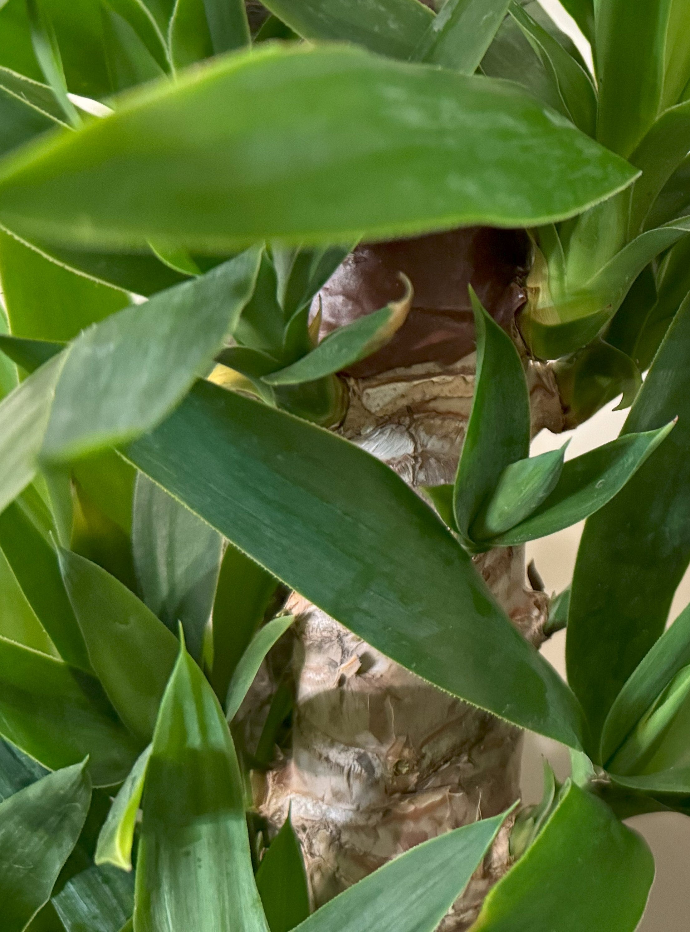 Plant Care: Yucca, Cane  Segol