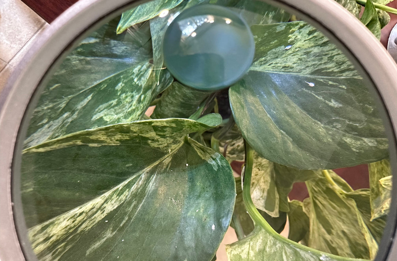 Plant Health Consulting: Maintenance and Disease Treatment