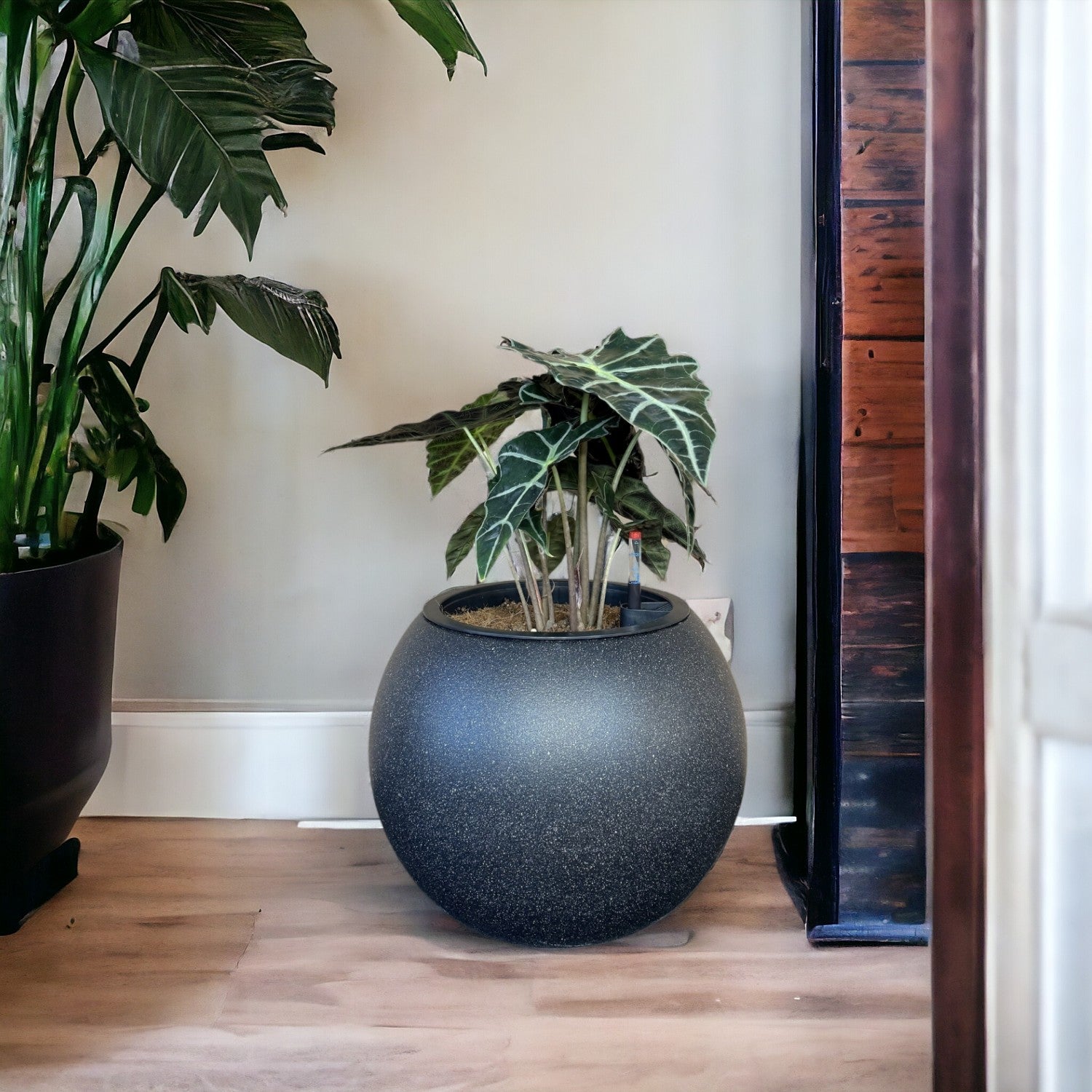 Alocasia-SB 1028L - Segol