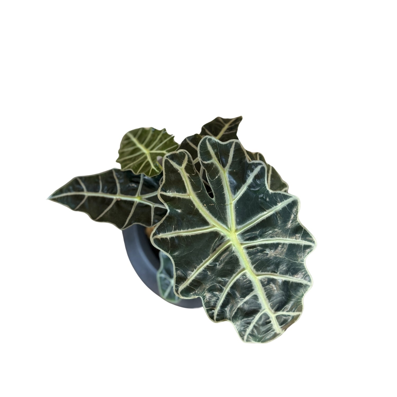 Alocasia-SB 1028L - Segol