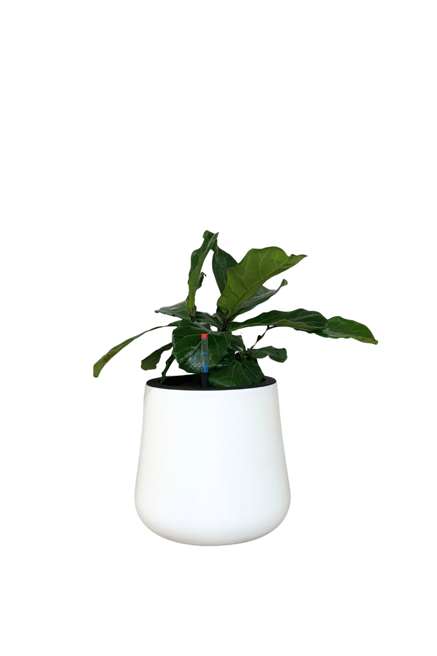 MA 1020 - Segol