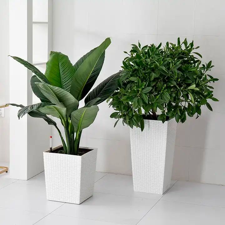 WR 1018 - Segol