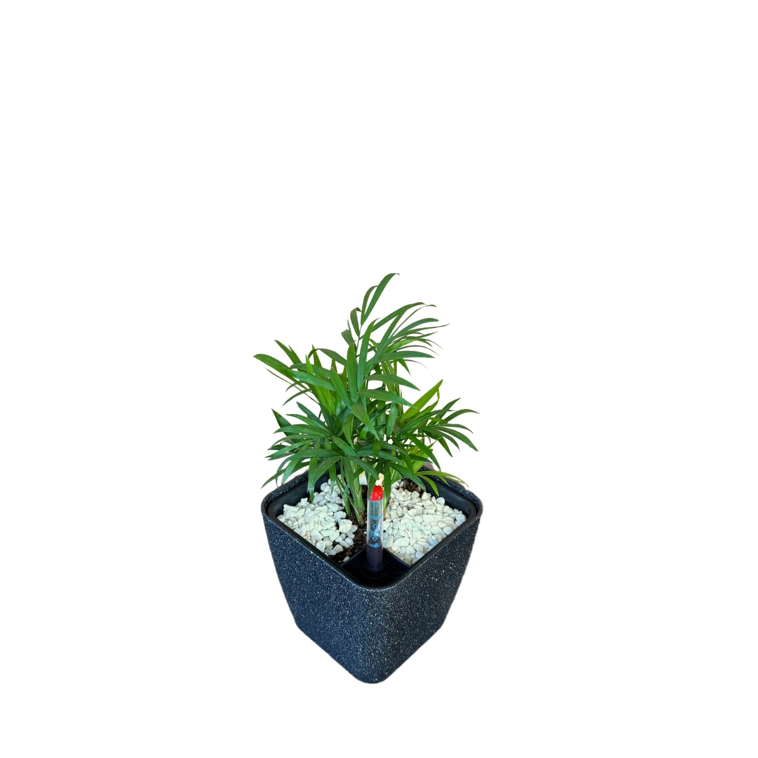 Palm, Parlour-SB 1012 - Segol