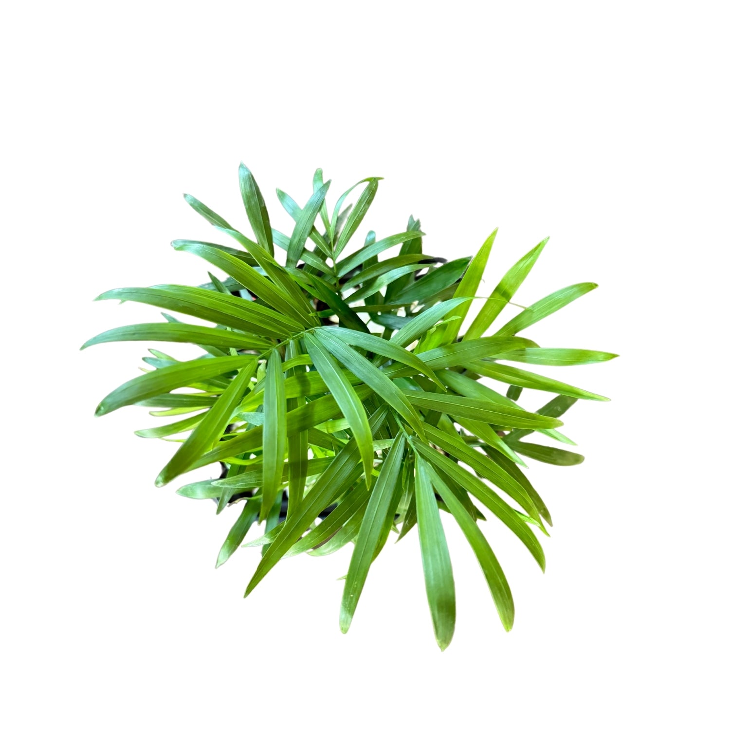 Palm, Parlour-SB 1012 - Segol
