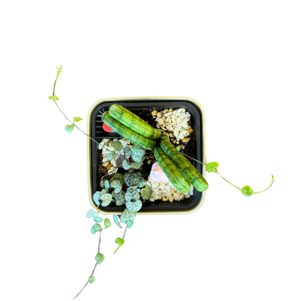 Sansevieria, Hearts-GL 1012 - Segol