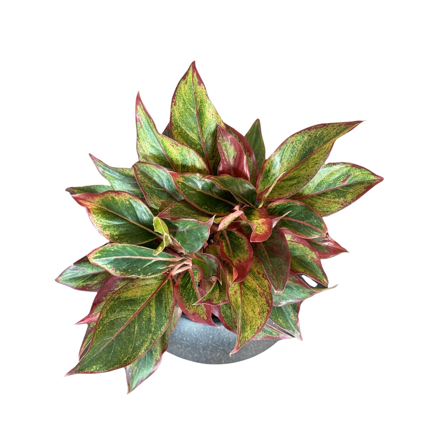 Aglaonema-SB 1028M - Segol