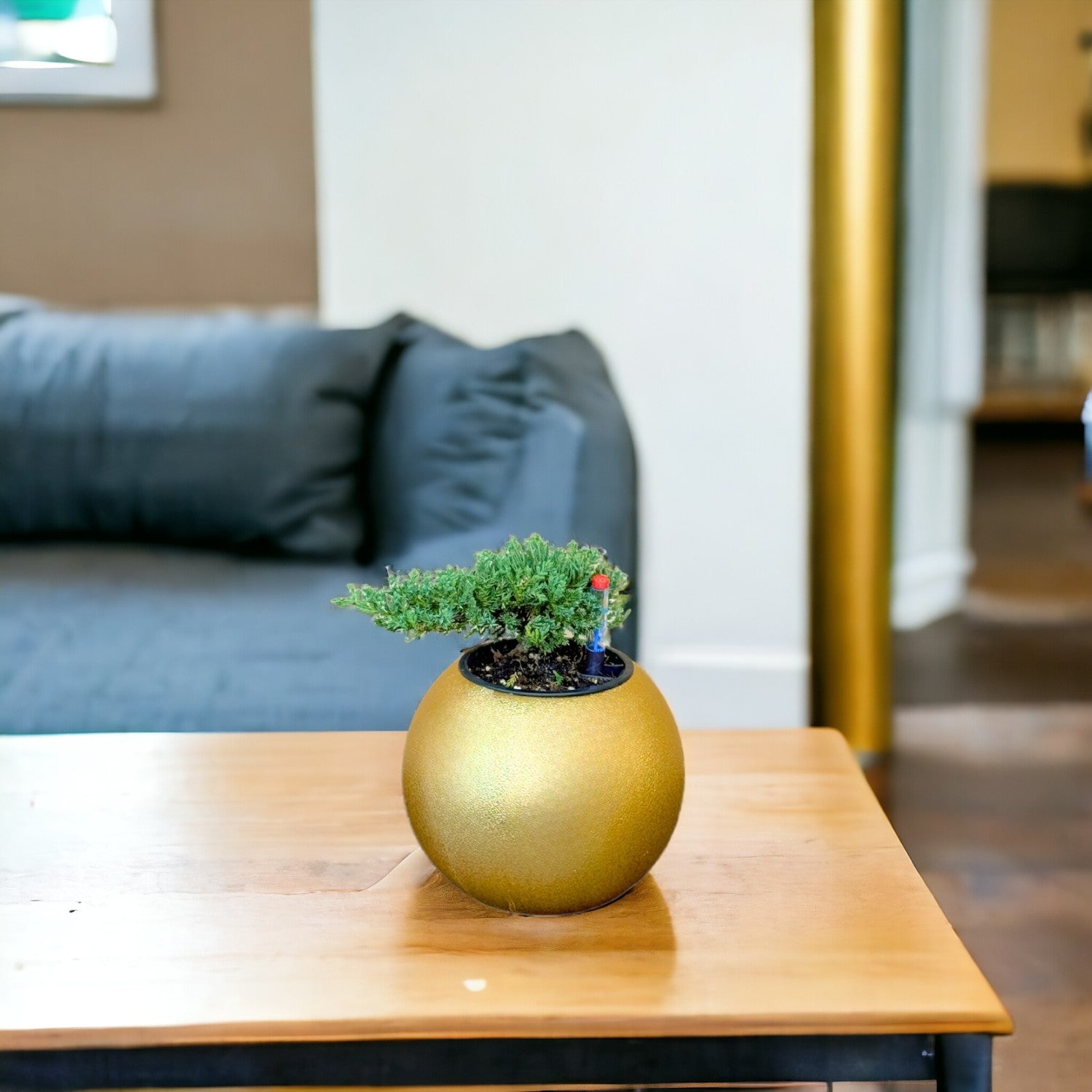 Juniper Bonsai-GL 1028Xs - Segol