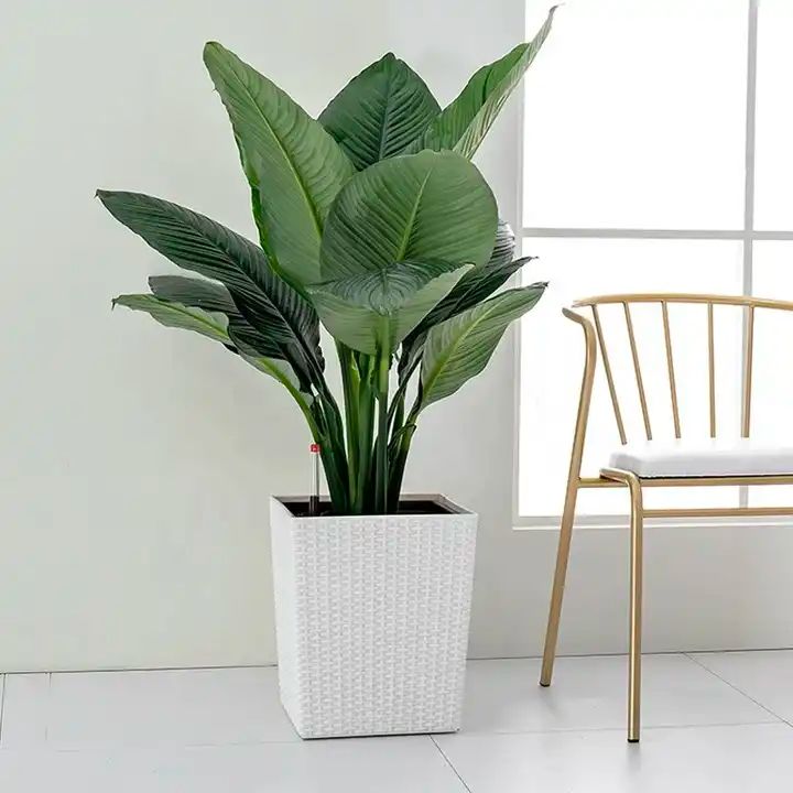 WR 1018 - Segol