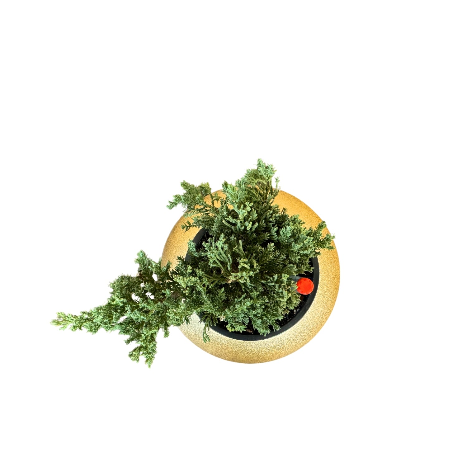 Juniper Bonsai-GL 1028Xs - Segol