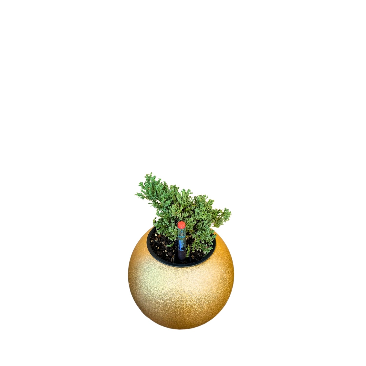 Juniper Bonsai-GL 1028Xs - Segol