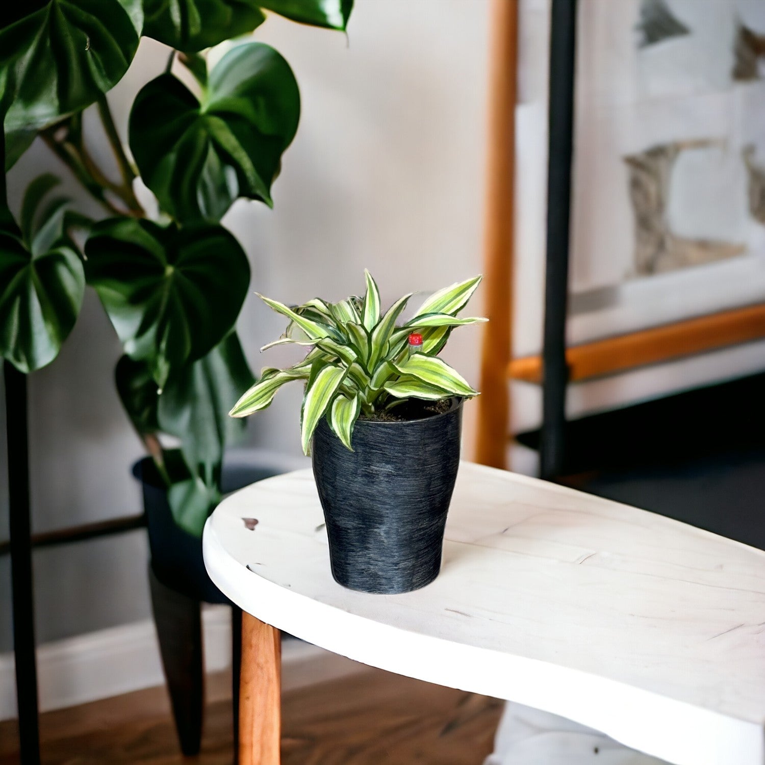 Dracaena, Malaika Lime-BP 1011 - Segol