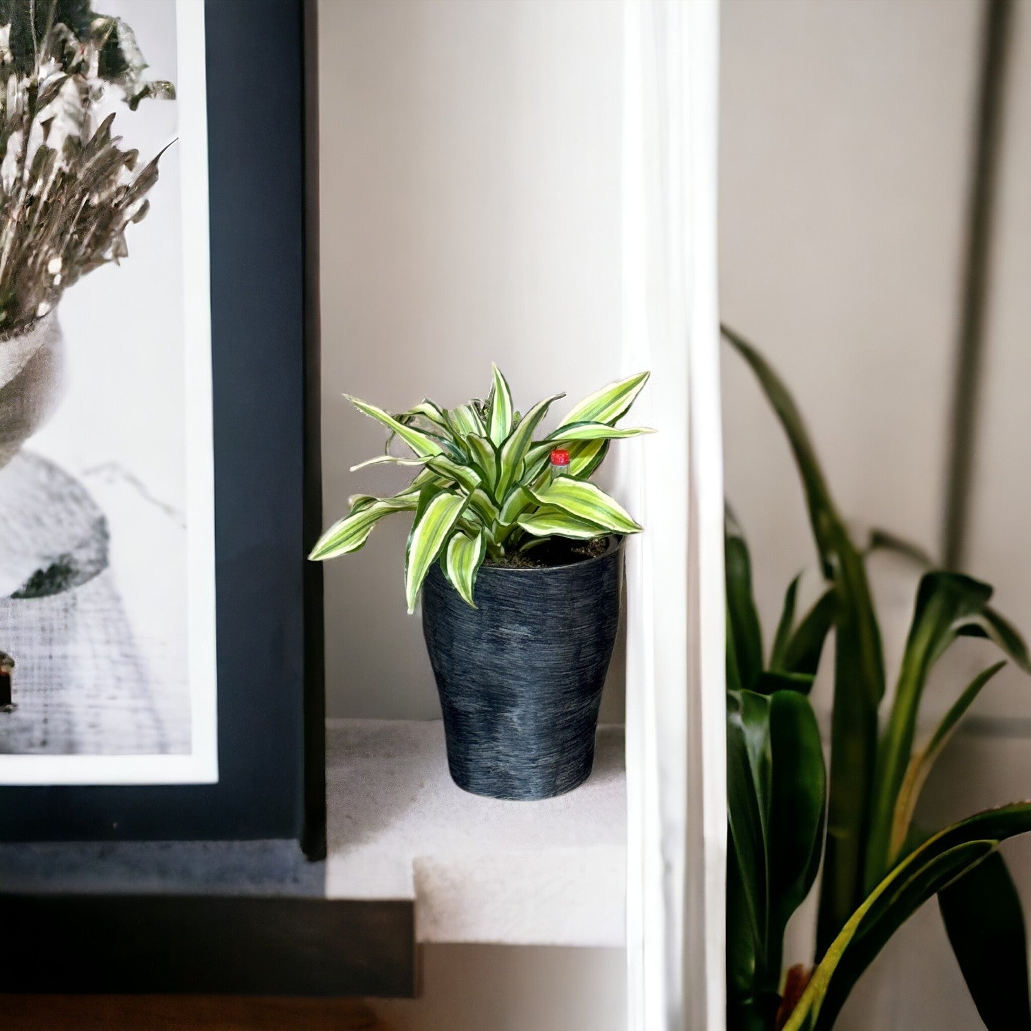 Dracaena, Malaika Lime-BP 1011 - Segol