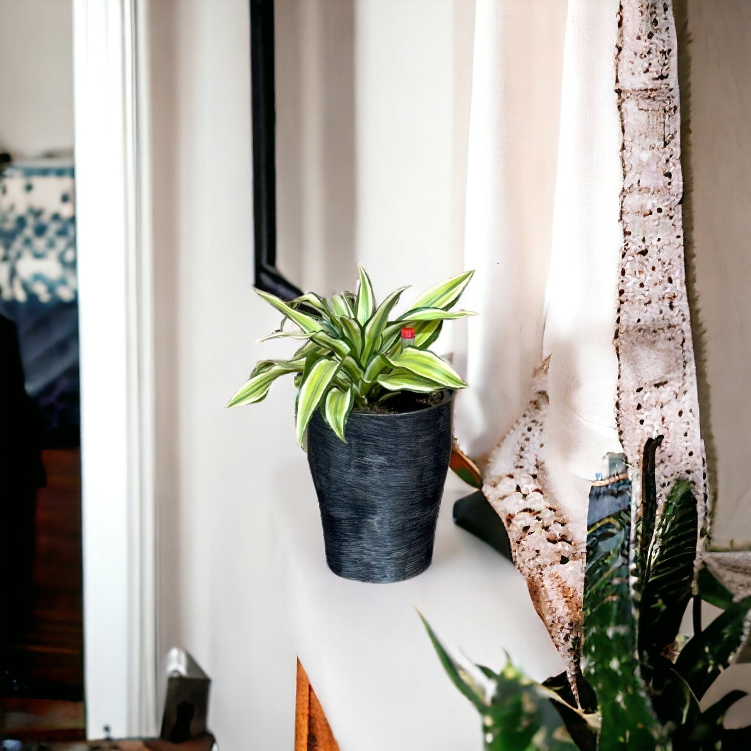Dracaena, Malaika Lime-BP 1011 - Segol