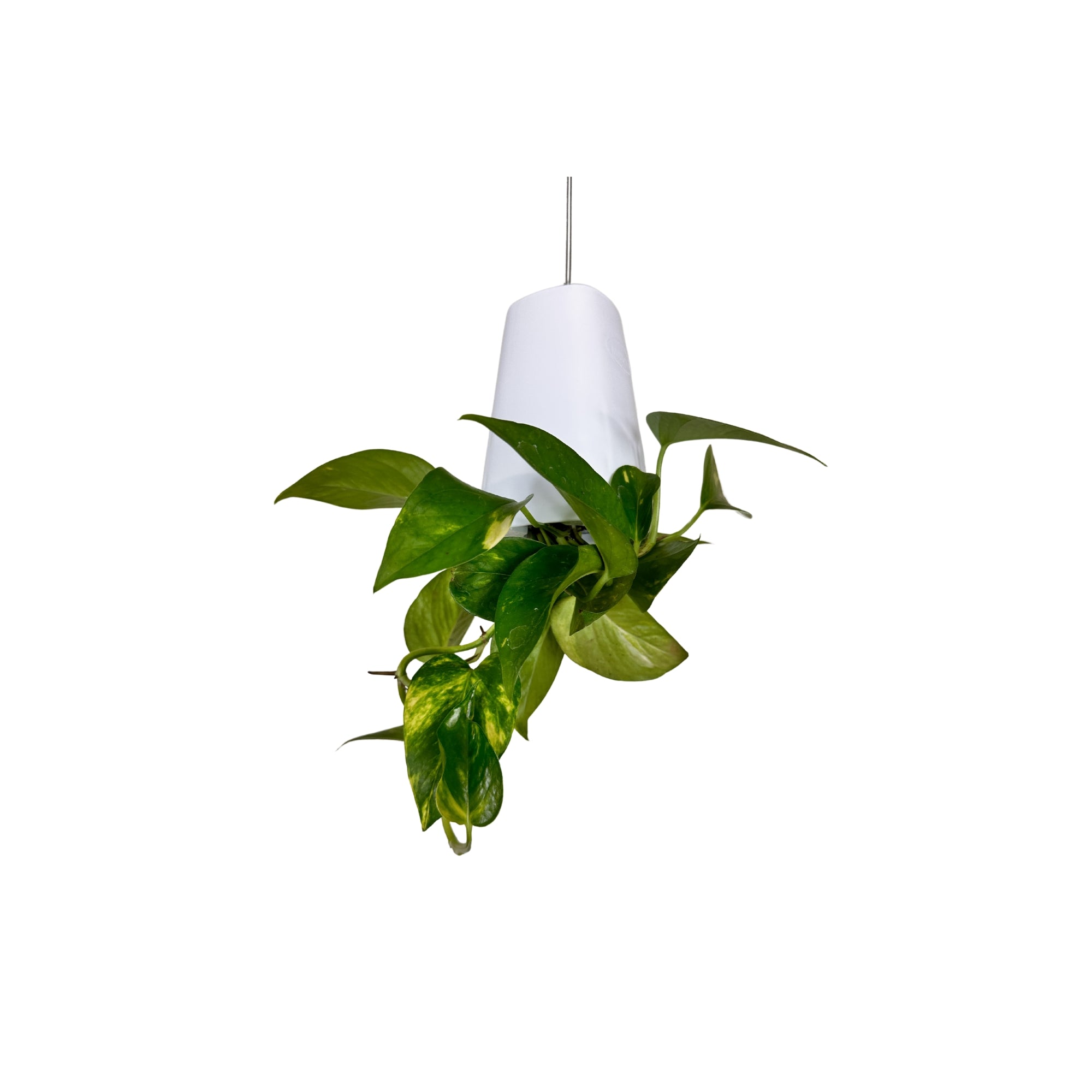 SP 1151 - Segol