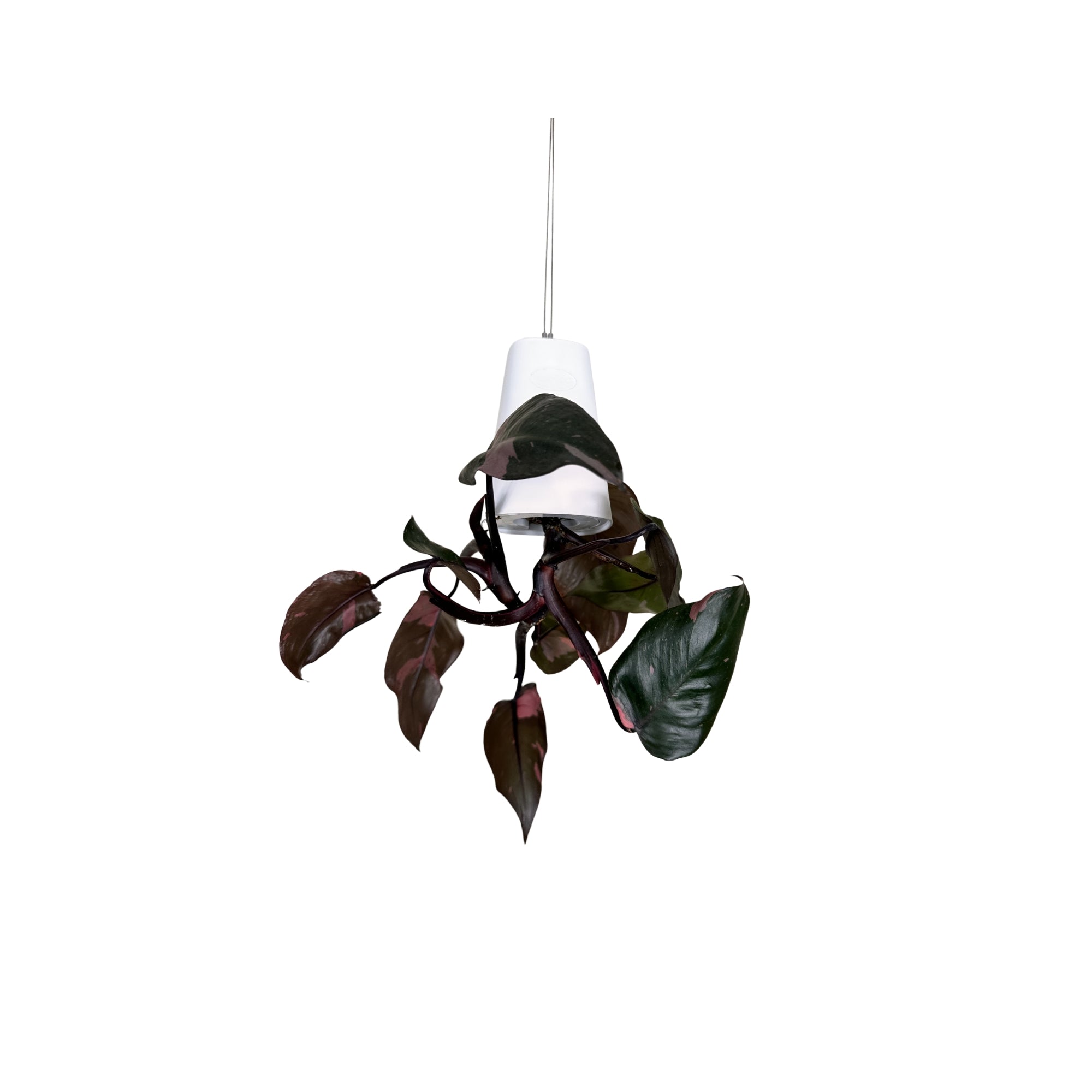 SP 1151 - Segol