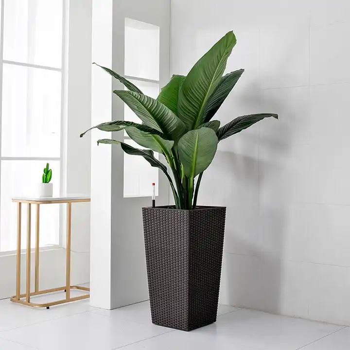 WR 1018 - Segol