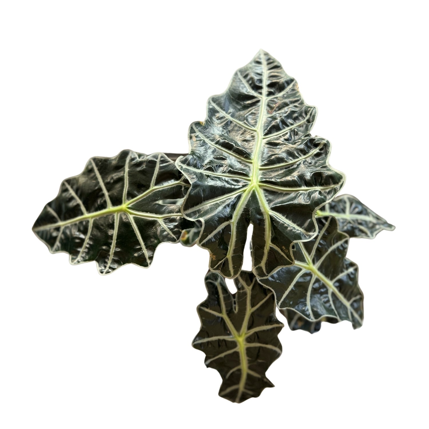 Alocasia-SB 1013M - Segol