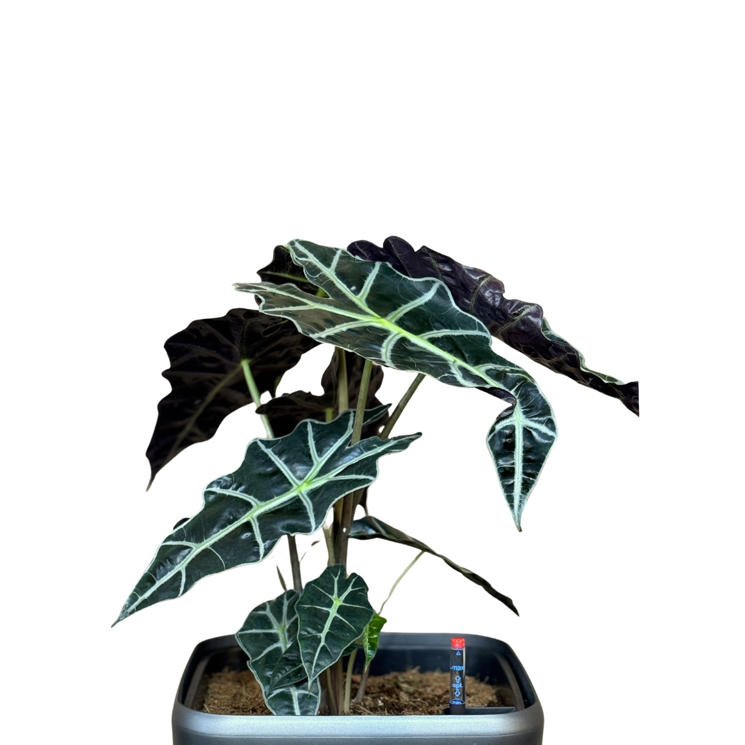 Alocasia-GL 1013M - Segol