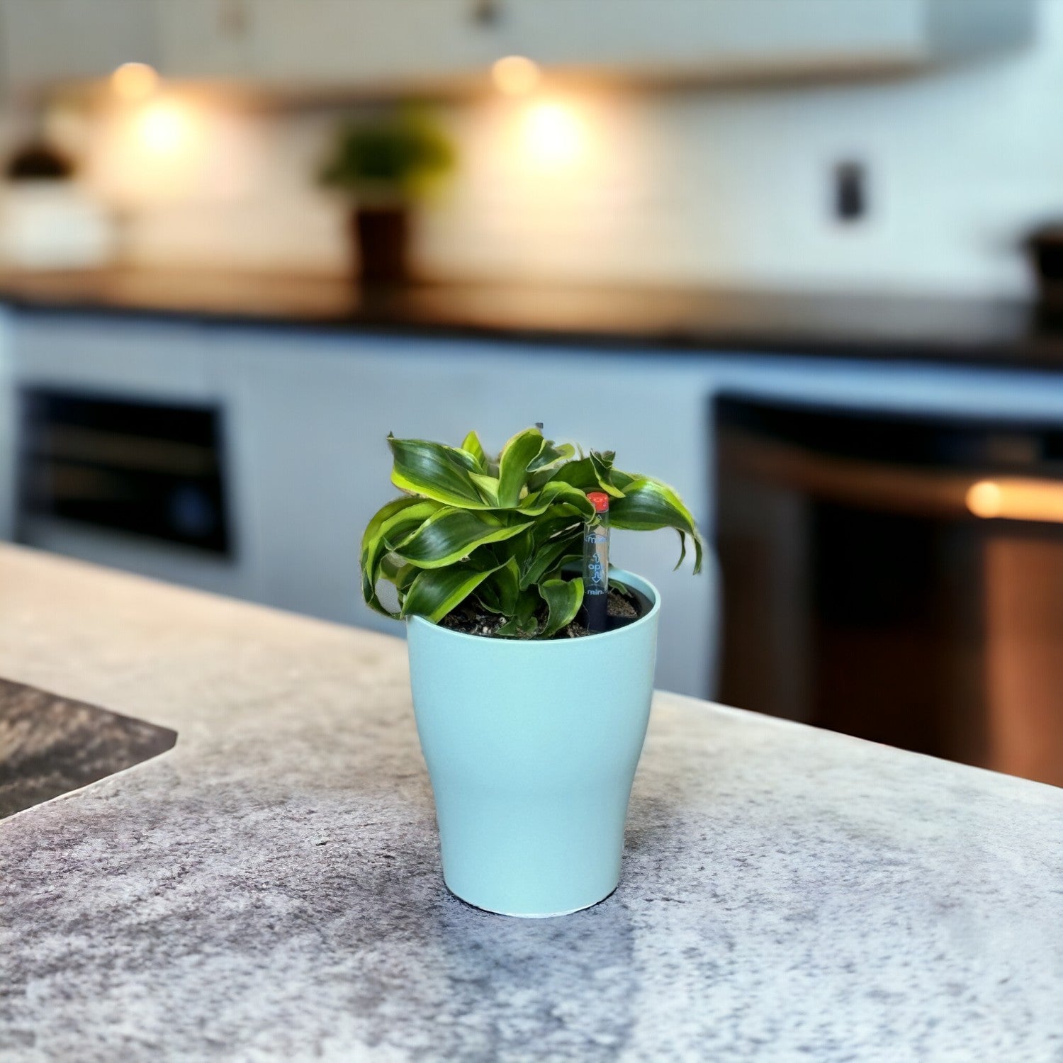 Dracaena, Yellow Tornado-MA 1011 - Segol