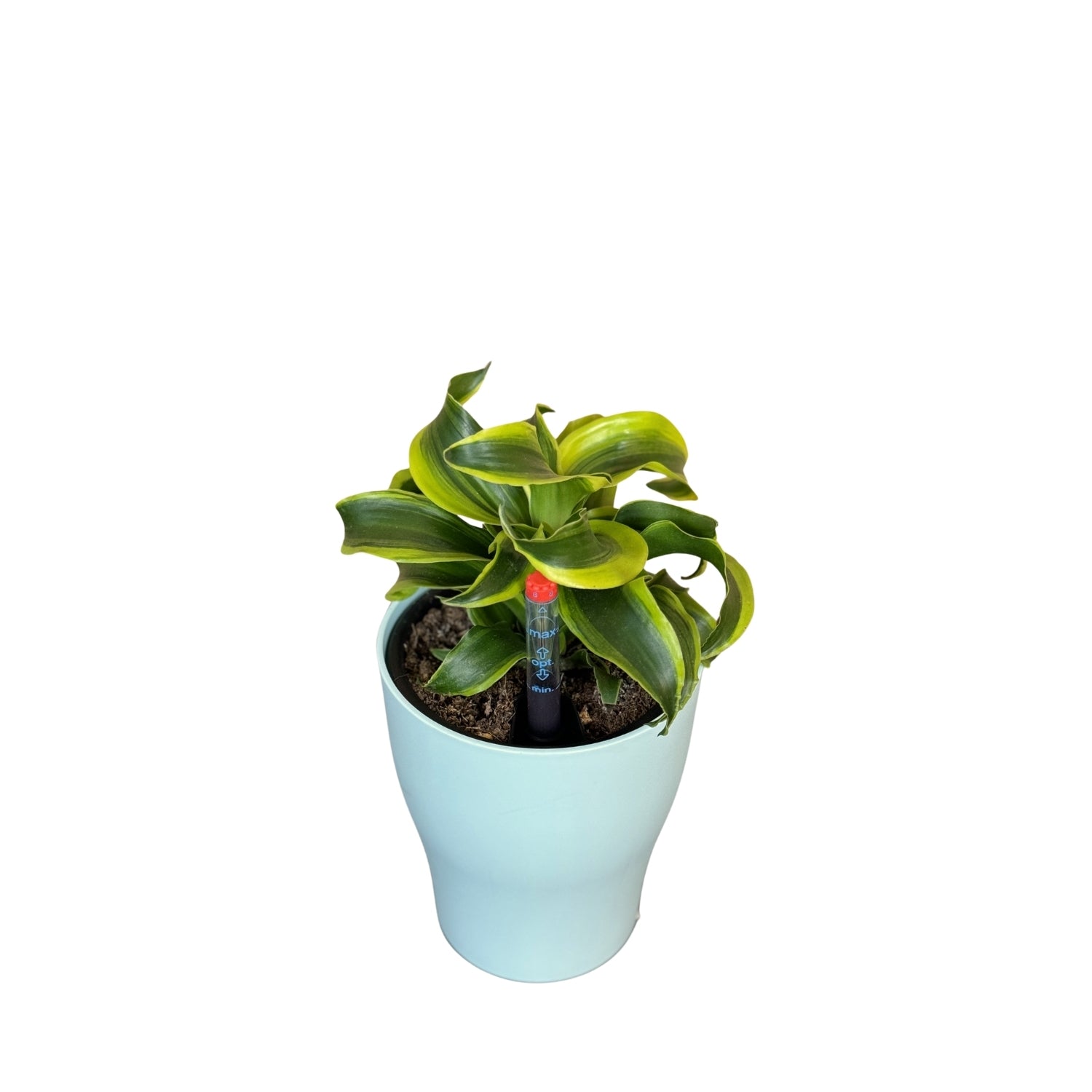 Dracaena, Yellow Tornado-MA 1011 - Segol