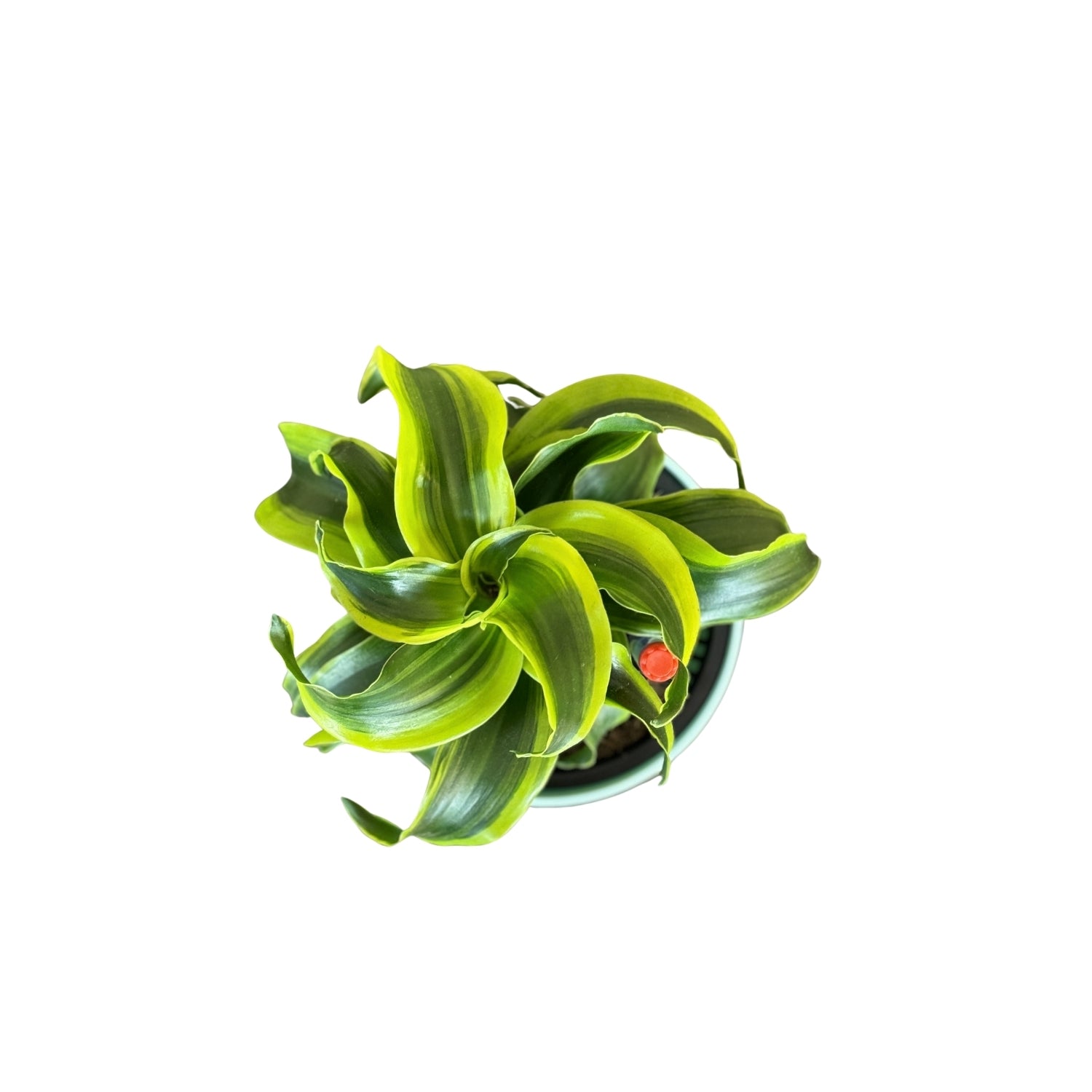 Dracaena, Yellow Tornado-MA 1011 - Segol