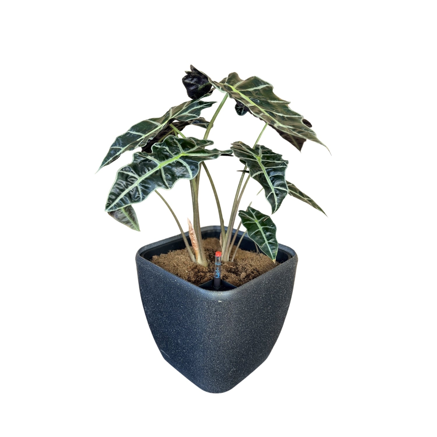 Alocasia-SB 1013M - Segol