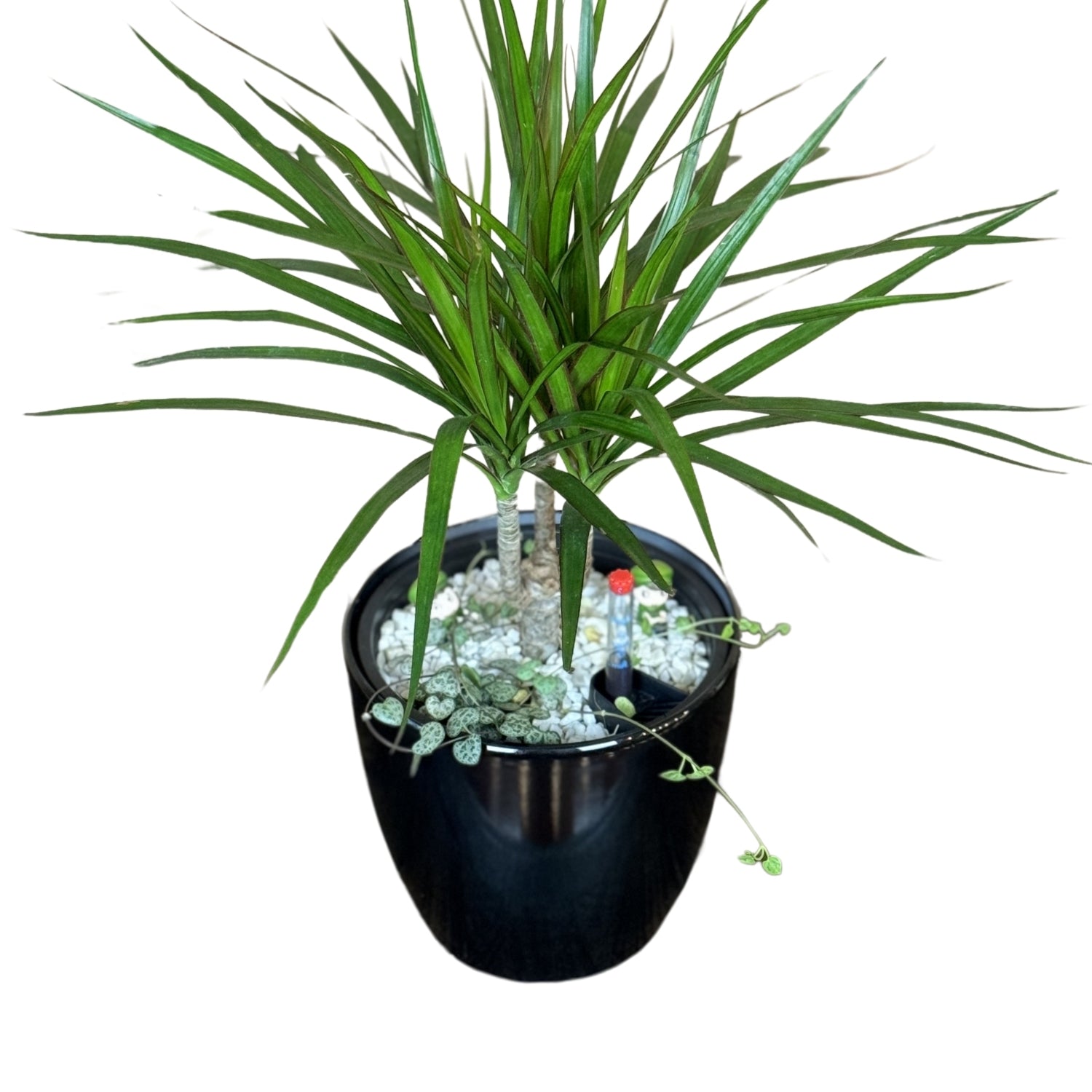 Dracaena, Marginata Branched-GL 1022S - Segol