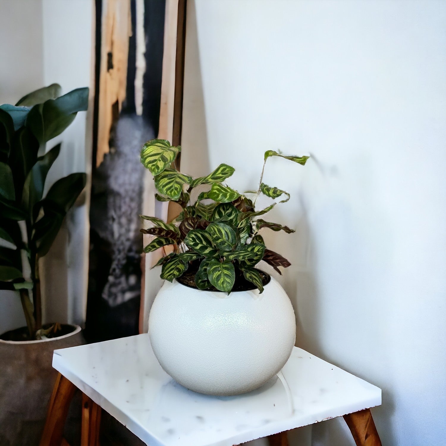 Calathea, Makoyana-GL 1028M - Segol