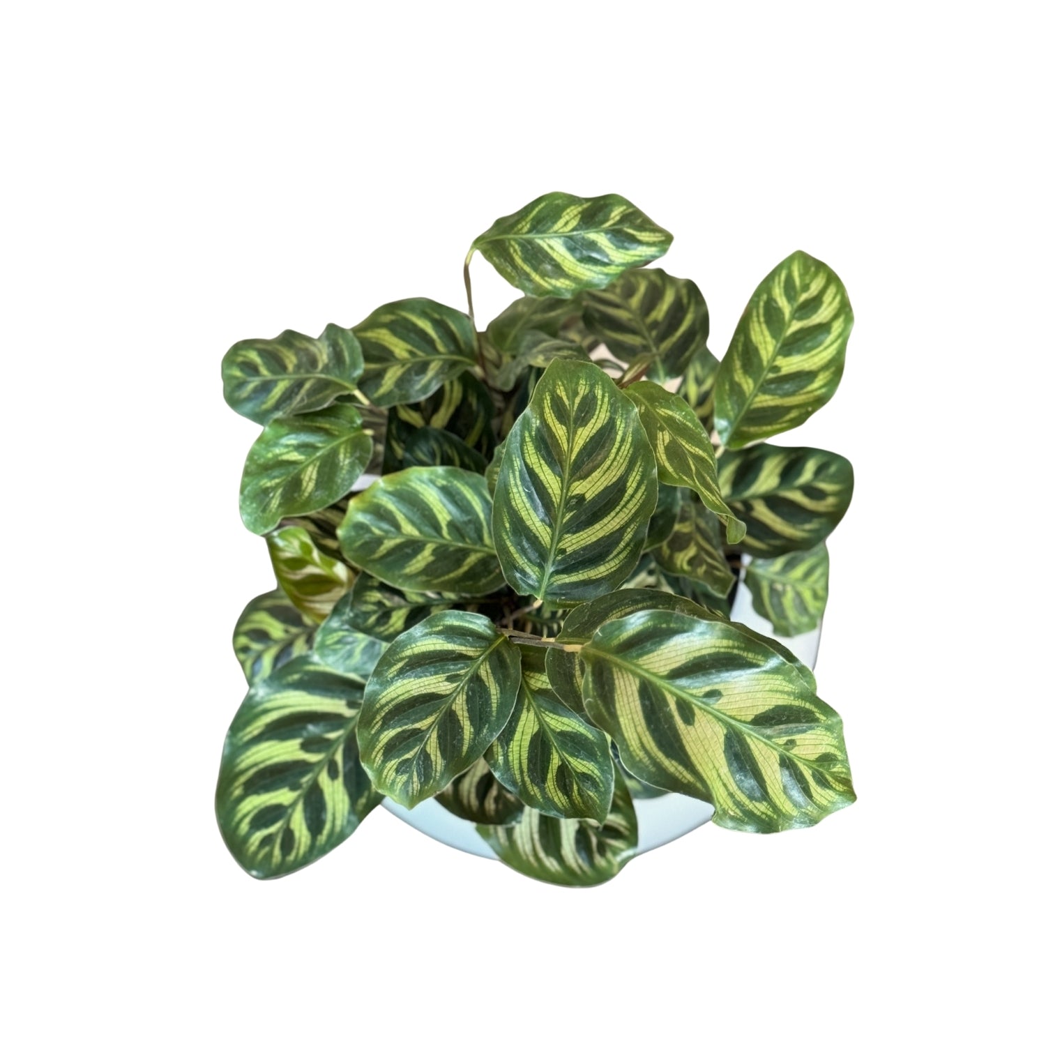 Calathea, Makoyana-GL 1028M - Segol