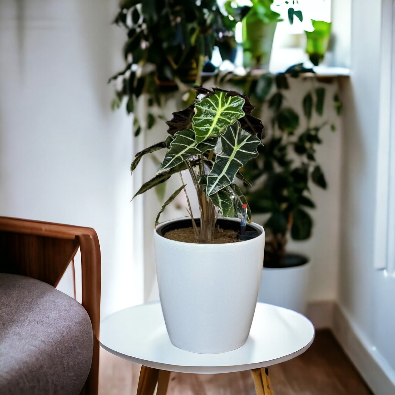 Alocasia-GL 1022M - Segol
