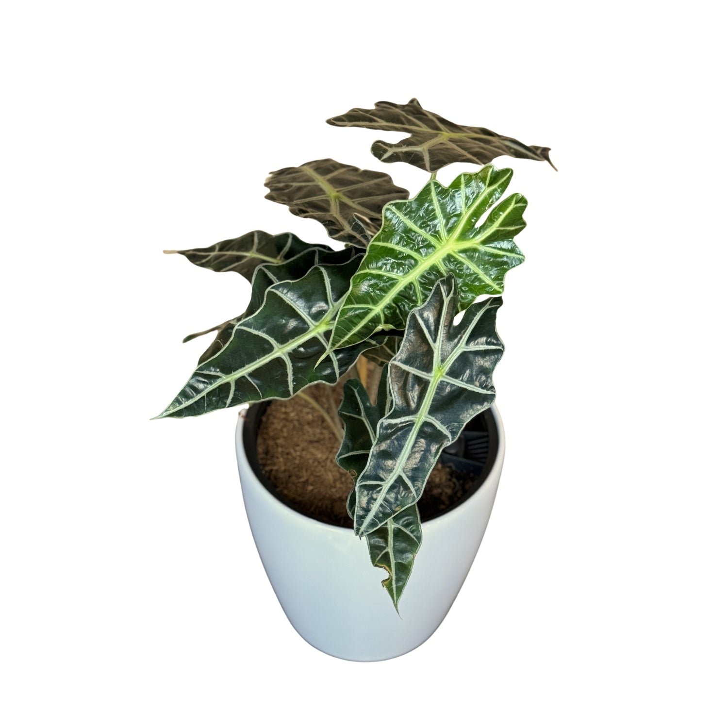 Alocasia-GL 1022M - Segol