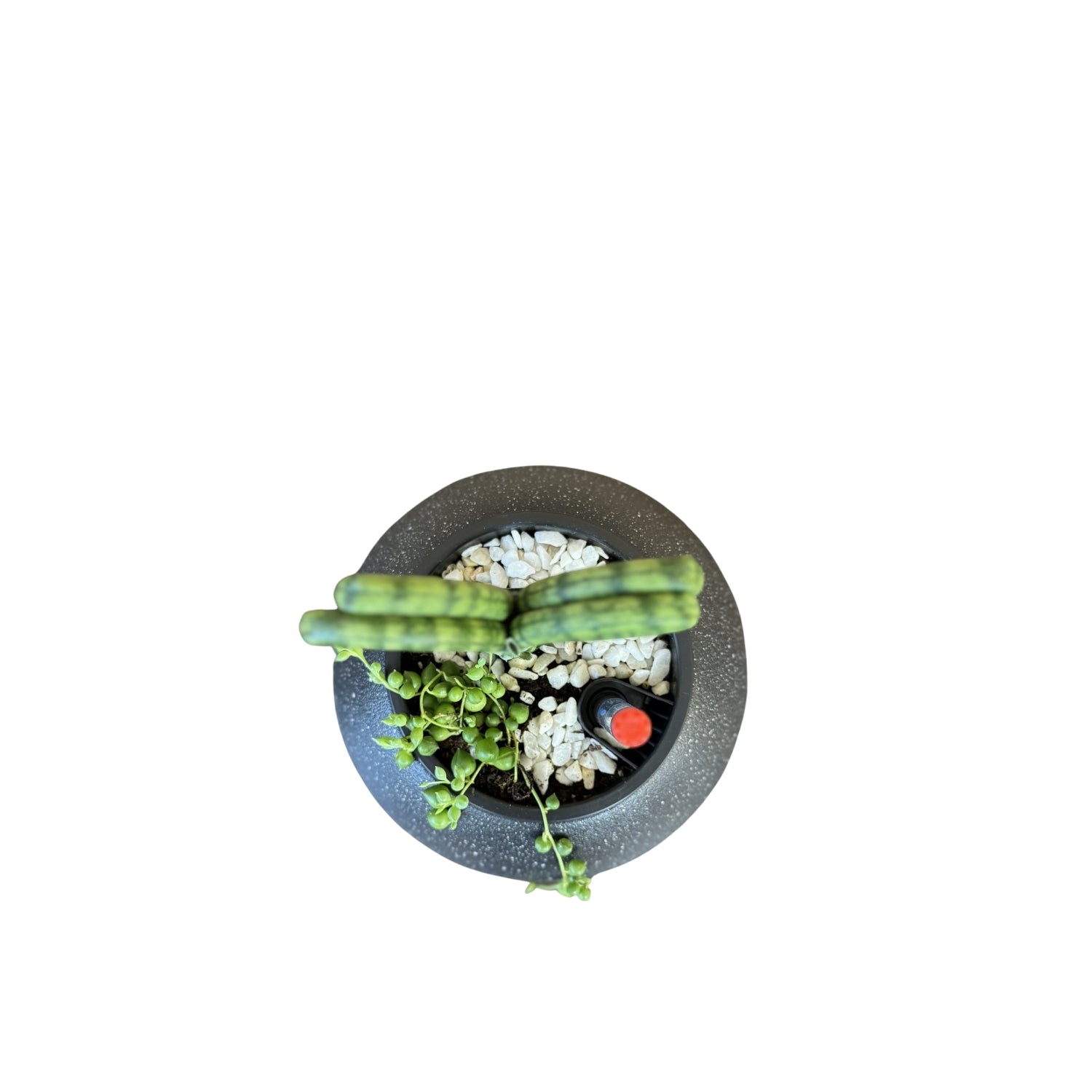 Sansevieria, Hearts-SB 1028Xs - Segol