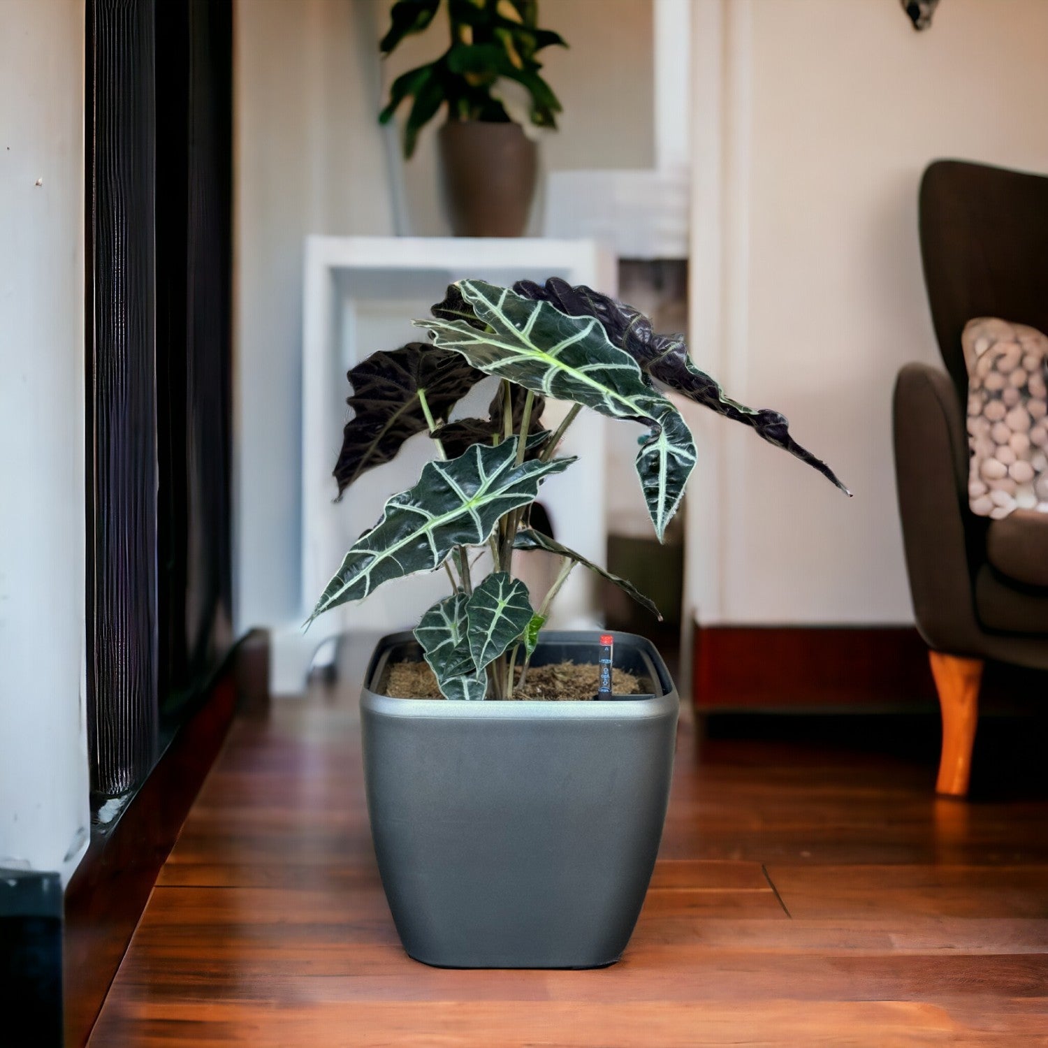 Alocasia-GL 1013M - Segol