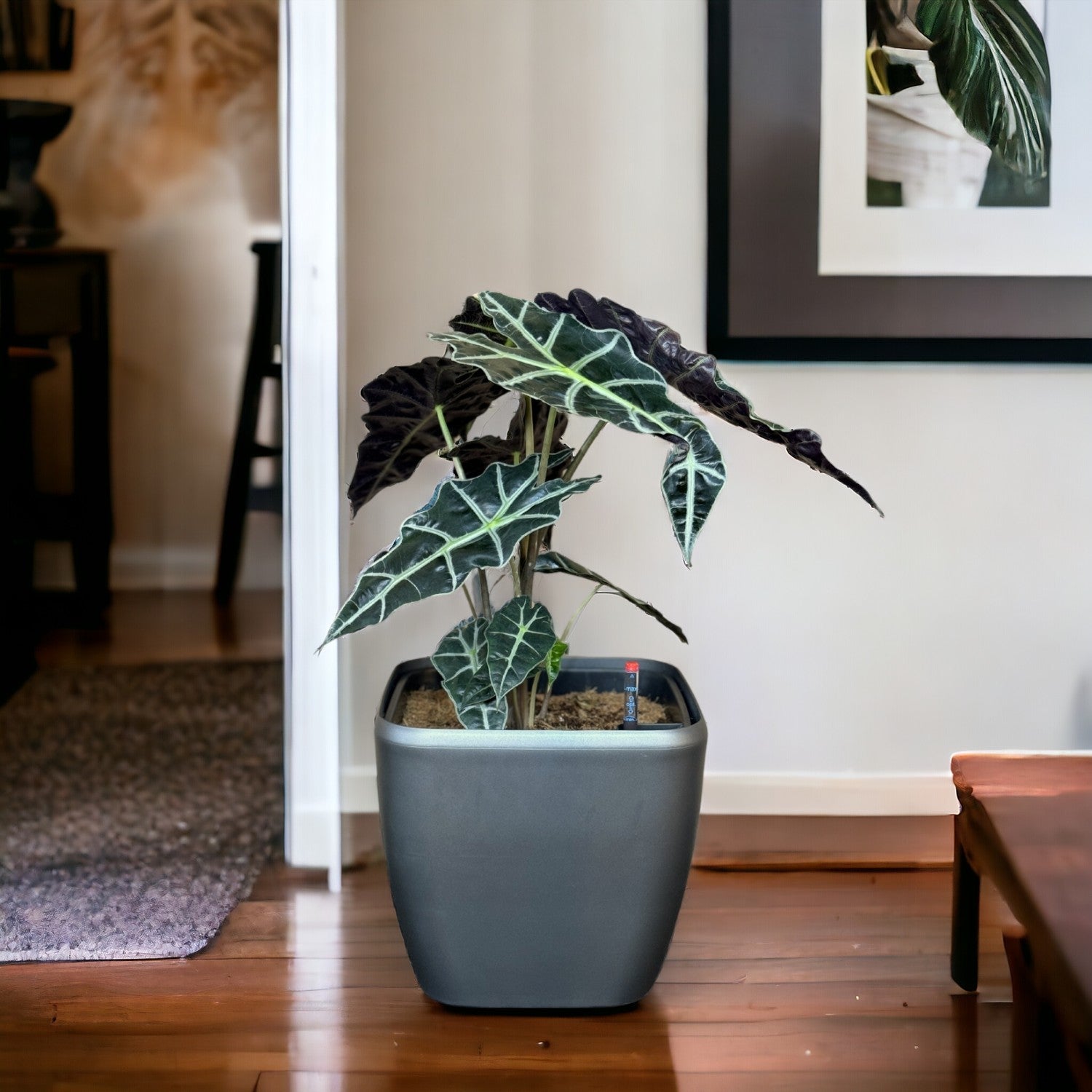 Alocasia-GL 1013M - Segol