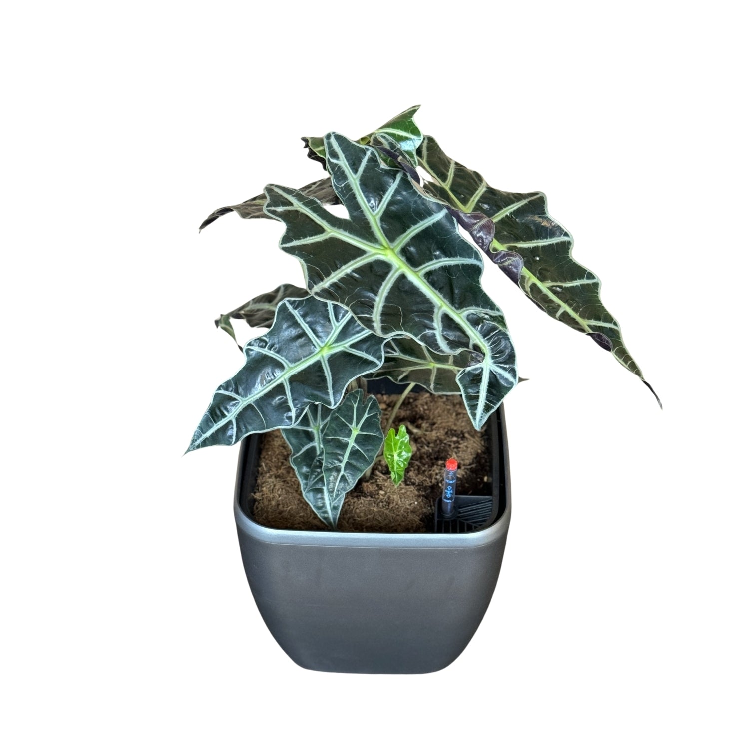 Alocasia-GL 1013M - Segol