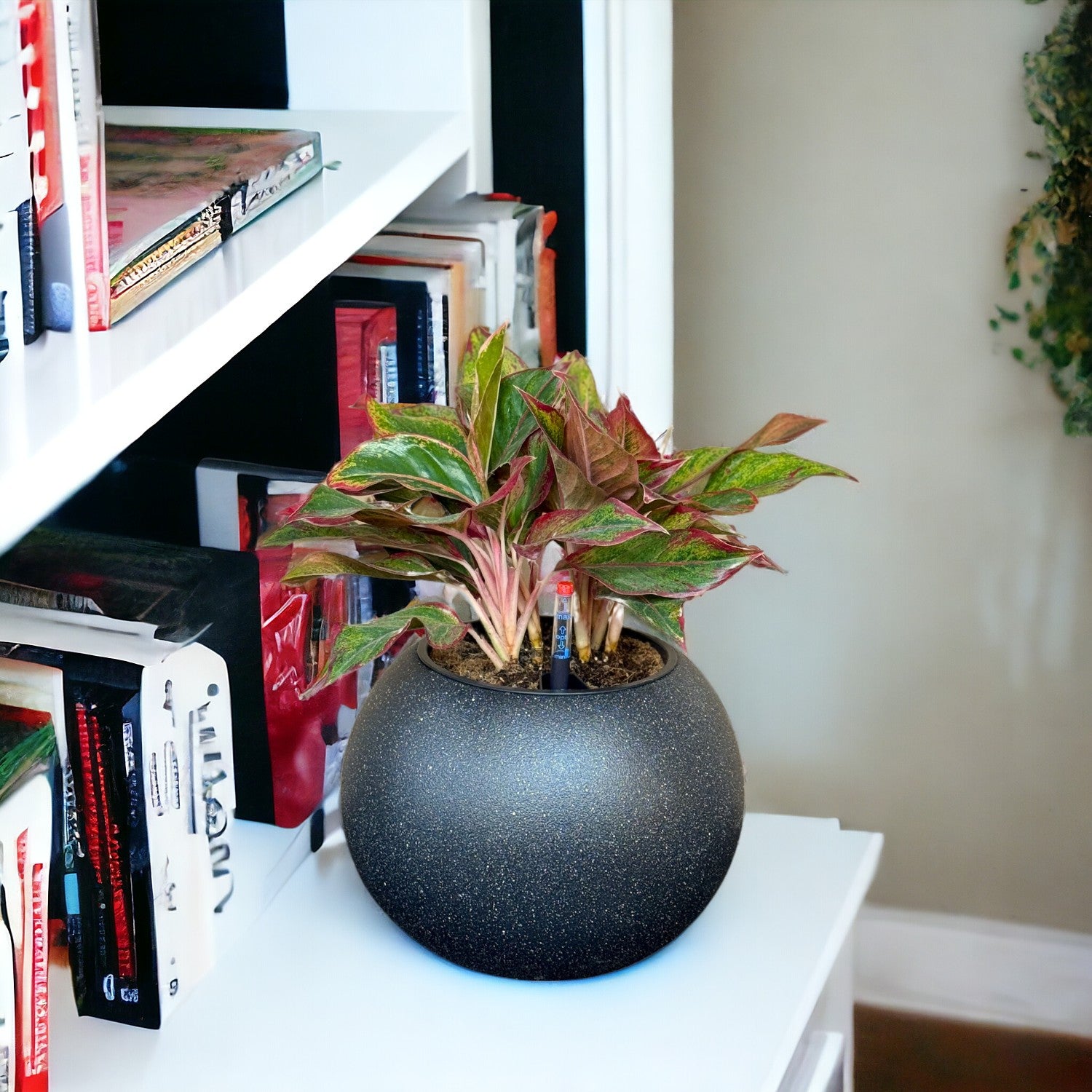 Aglaonema-SB 1028M - Segol