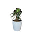 Alocasia-GL 1022M - Segol