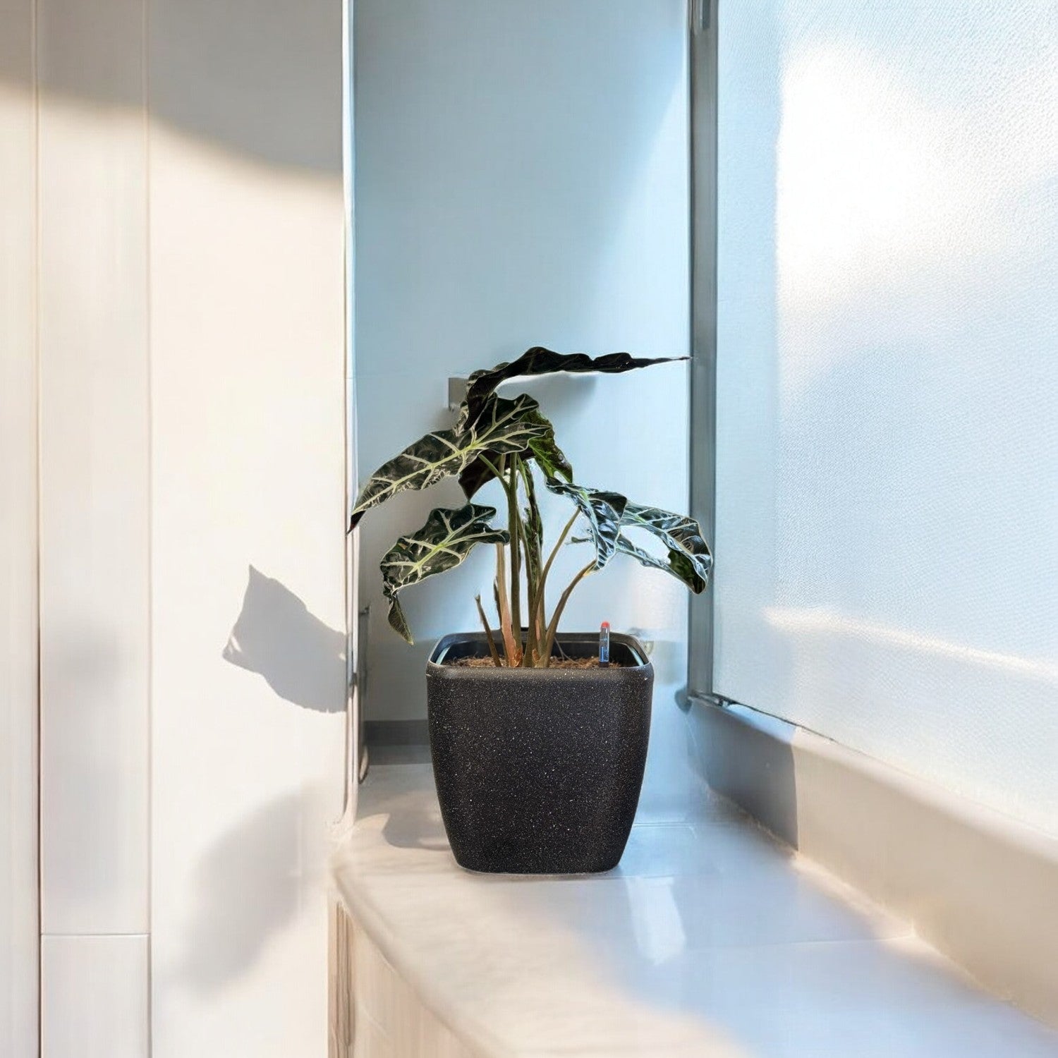Alocasia-SB 1013M - Segol