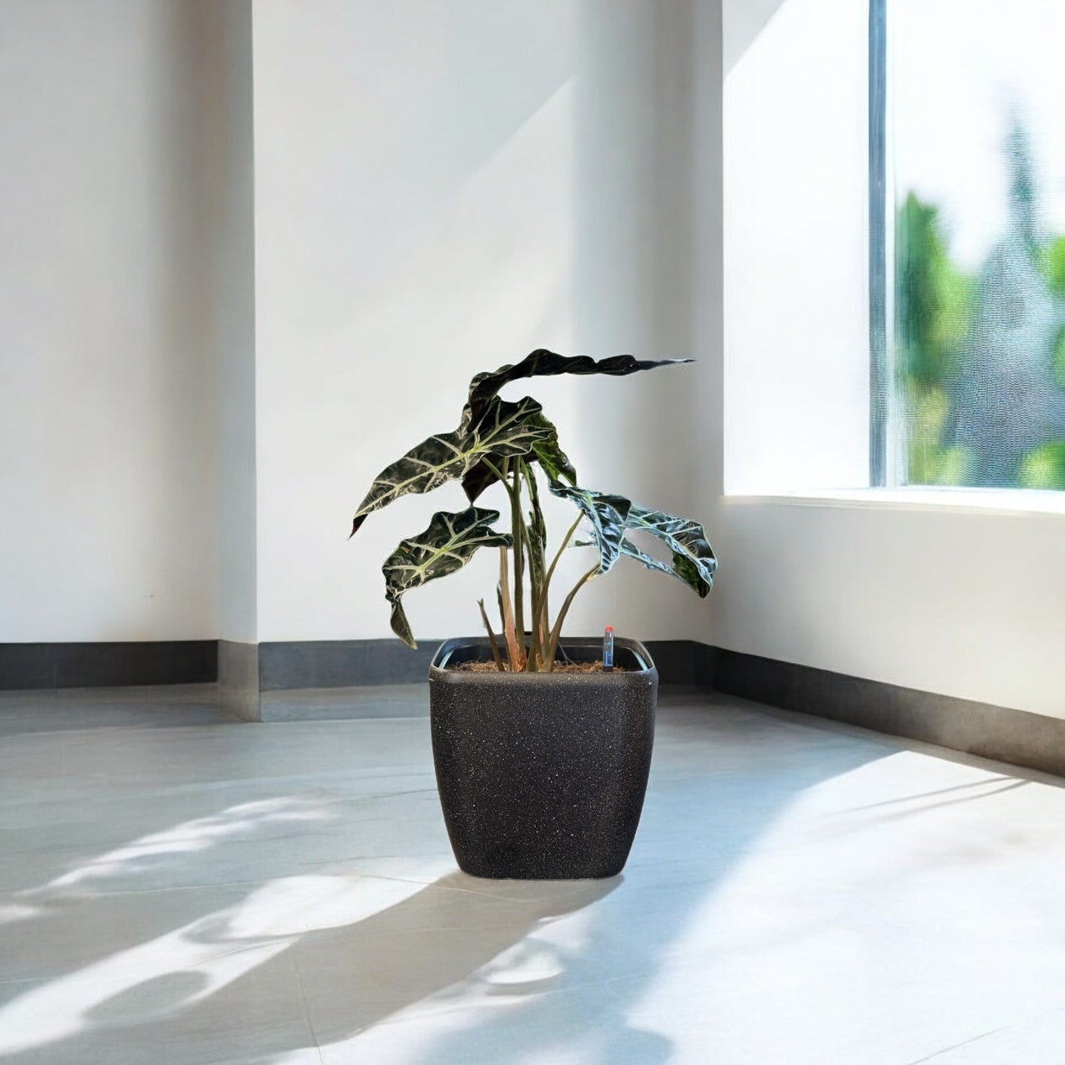 Alocasia-SB 1013M - Segol