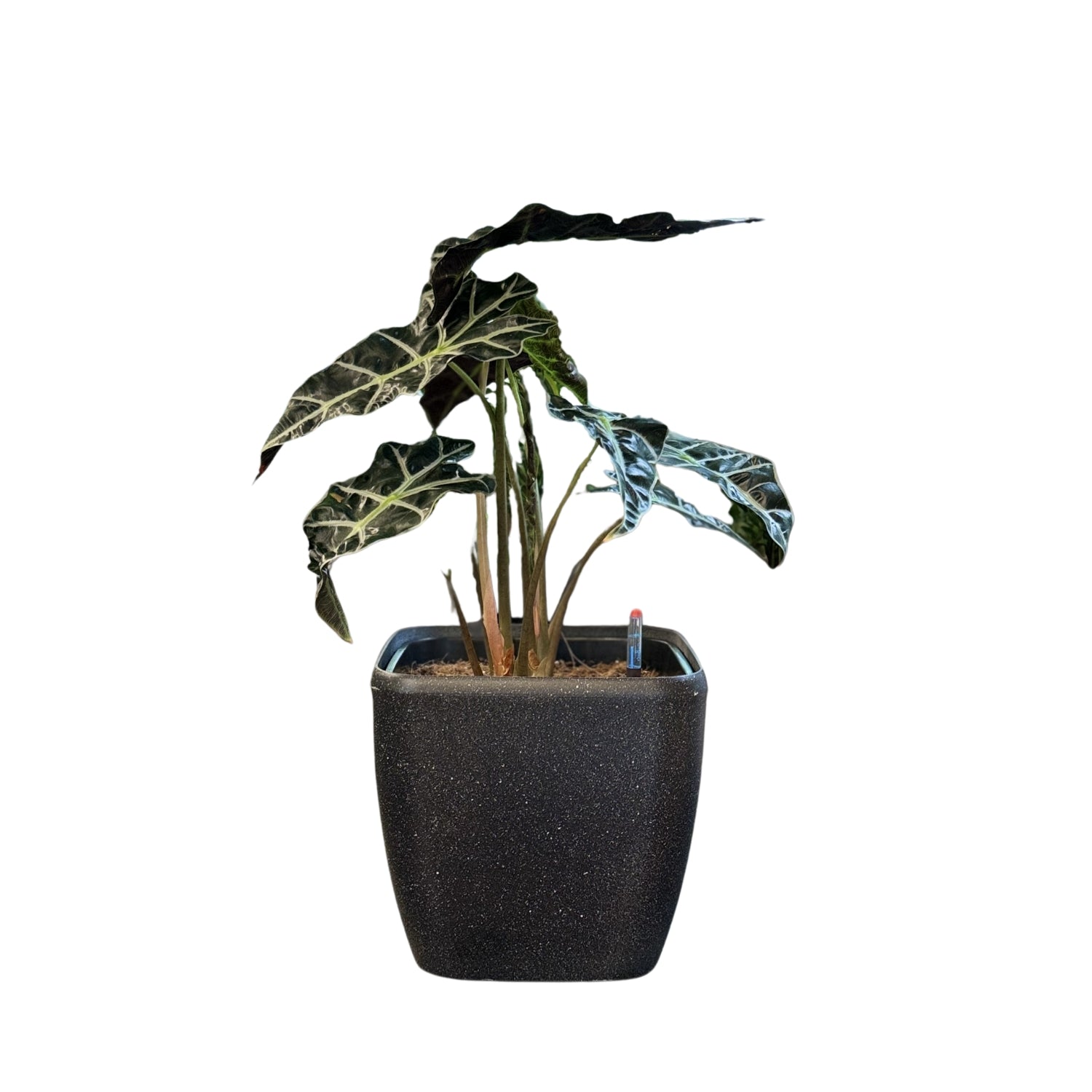Alocasia-SB 1013M - Segol