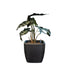 Alocasia-SB 1013M - Segol