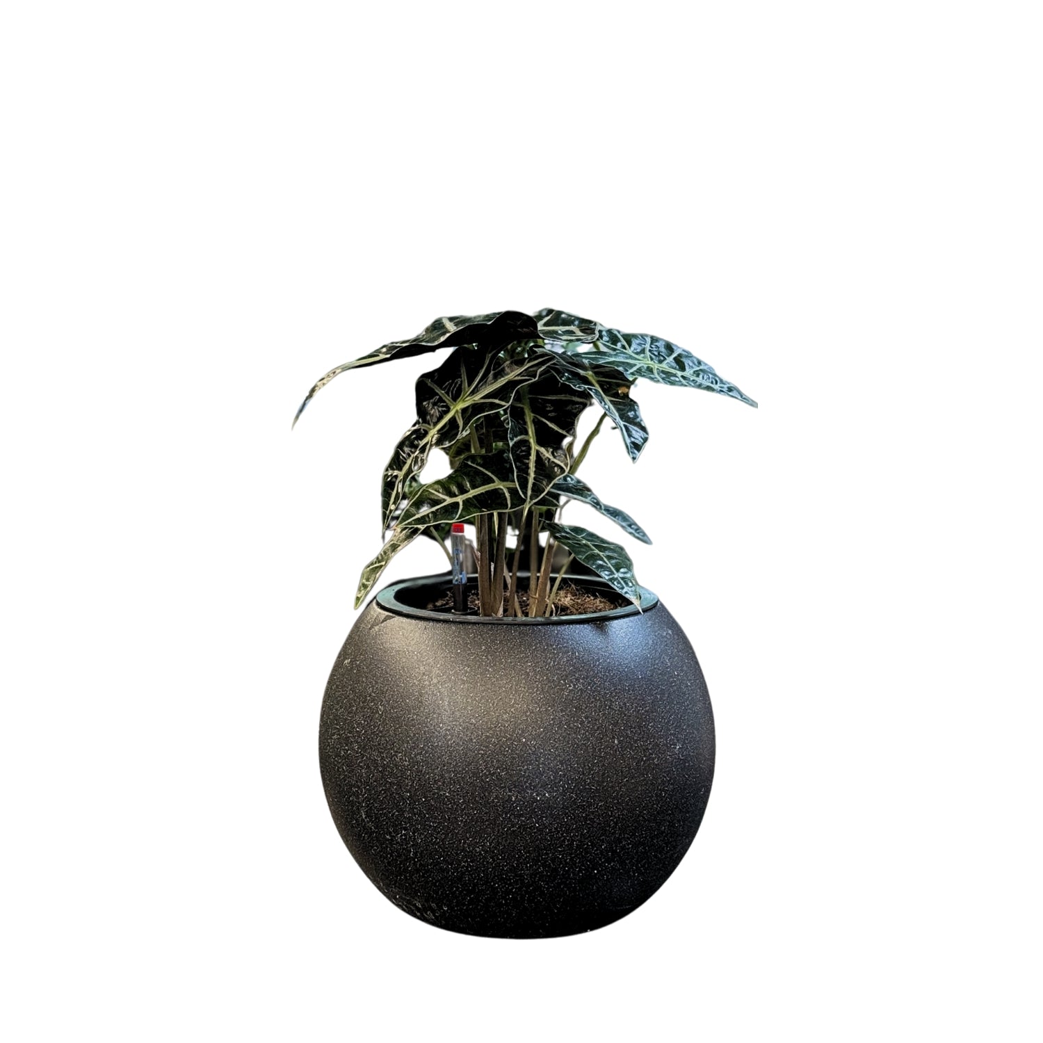 Alocasia-SB 1028L - Segol