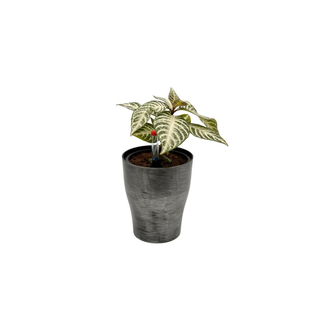 Self-watering indoor silver plant pot with stylish brush finish and water indicator