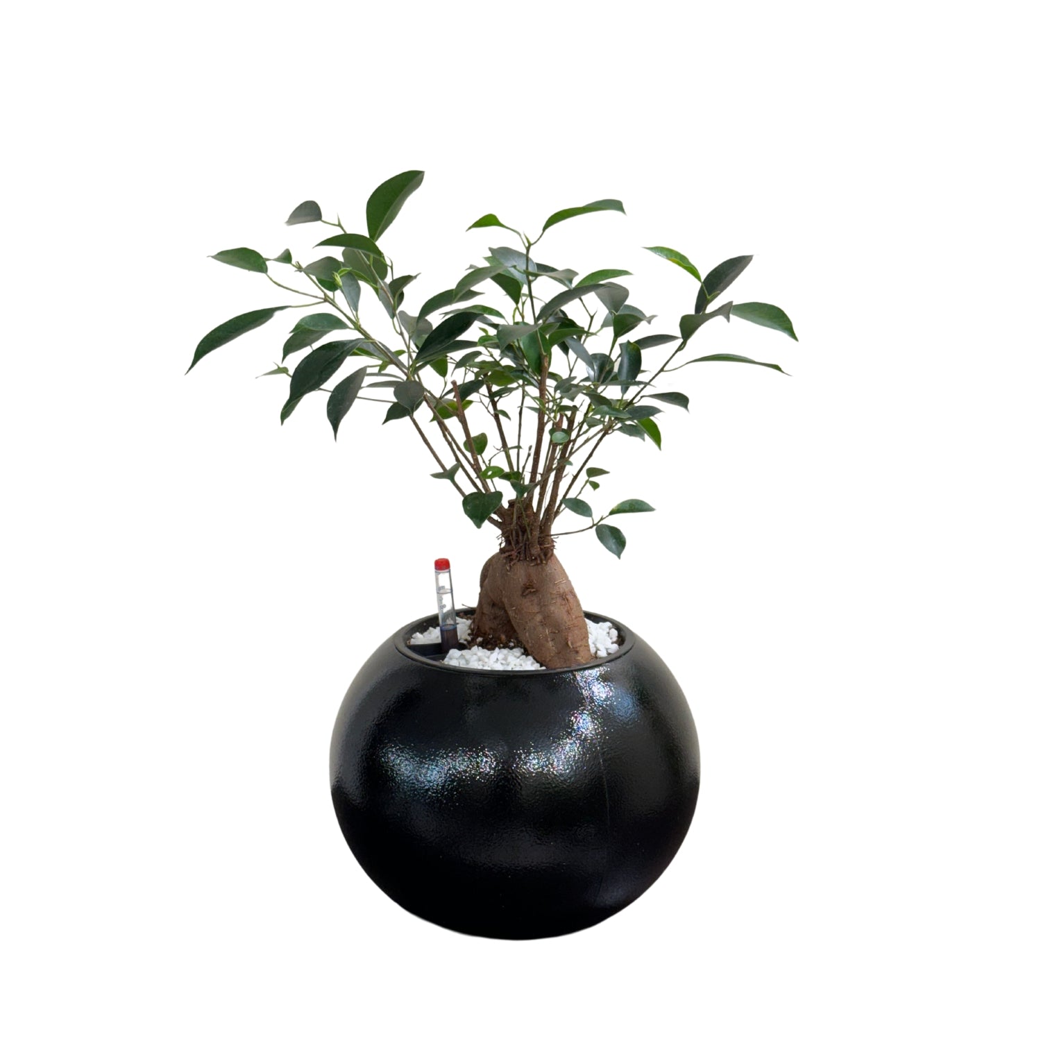 Bonsai-1028M - Segol