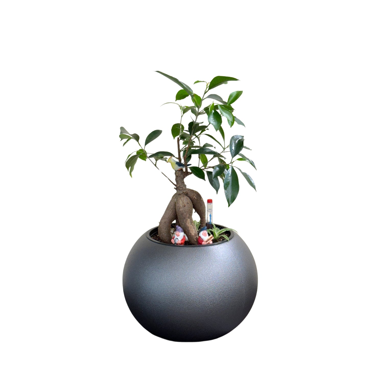 Bonsai-1028M - Segol
