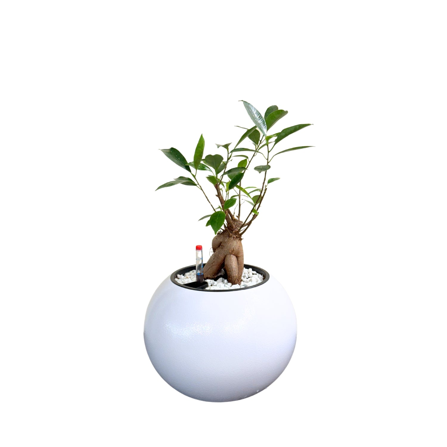 Bonsai-1028M - Segol
