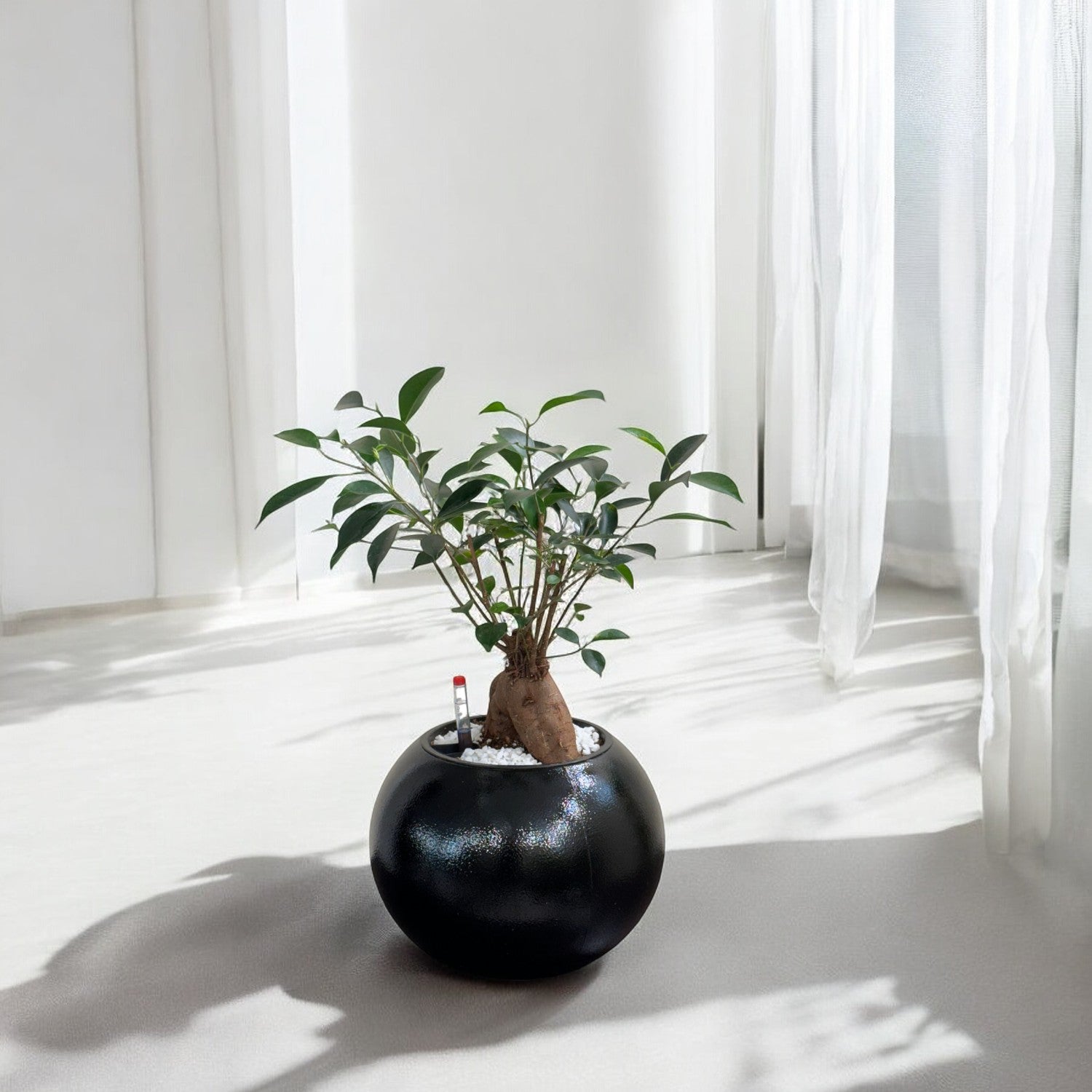 Bonsai-1028M - Segol
